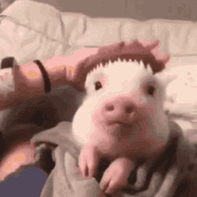 Pig Gif