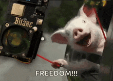 Pig Gif