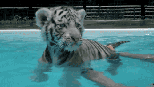Swimming Gif