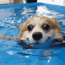 Swimming Gif