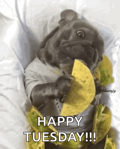 Taco Tuesday Gif