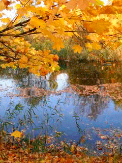 Autumn Gif