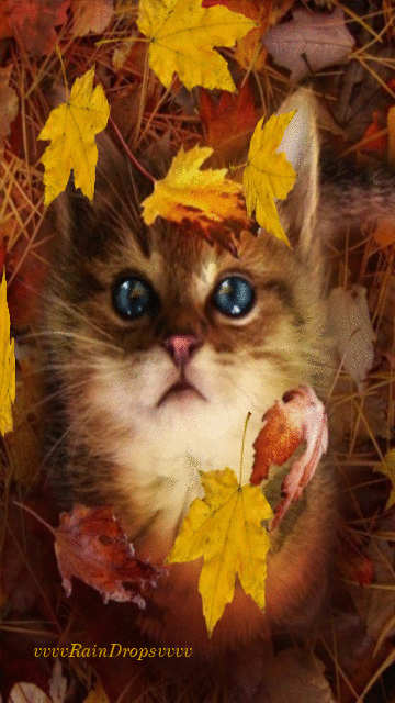 Autumn Gif