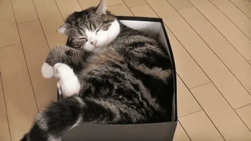 Cat Gif