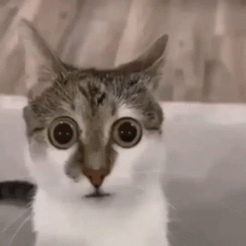 Cat Gif