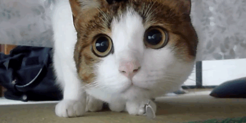 Cat Gif