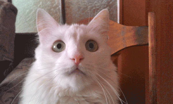 Cat Gif