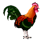 Chicken Gif