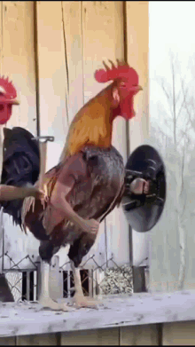 Chicken Gif