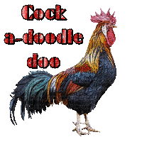 Chicken Gif