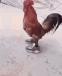 Chicken Gif