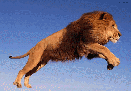 Lion Gif