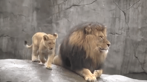 Lion Gif