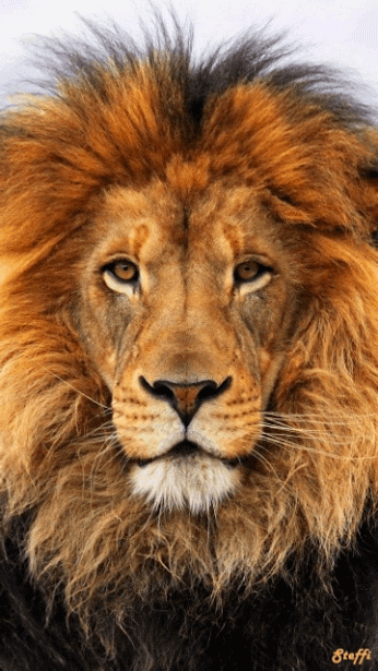 Lion Gif