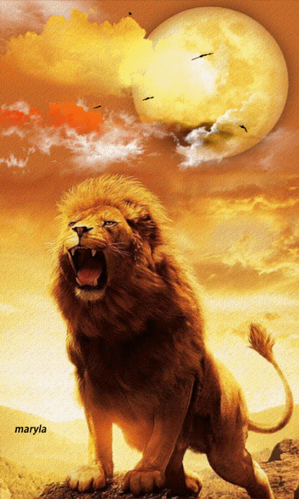 Lion Gif