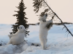 Winter Gif