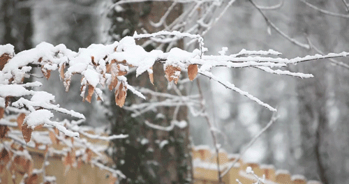 Winter Gif
