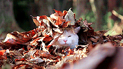 Autumn Gif