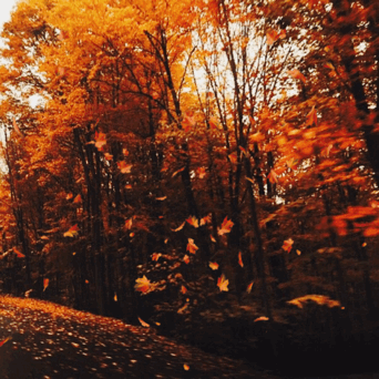 Autumn Gif