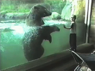 Bear Gif