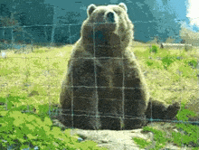 Bear Gif