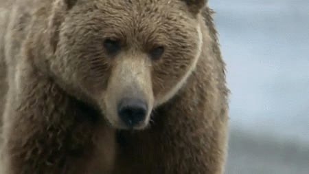 Bear Gif