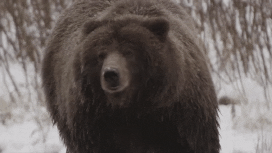 Bear Gif