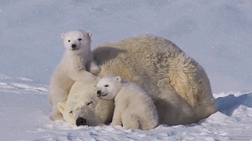 Bear Gif
