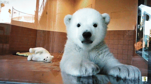 Bear Gif