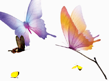 Butterfly Gif