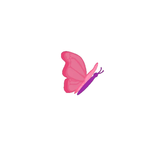 Butterfly Gif