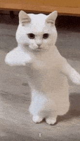 Cat Gif
