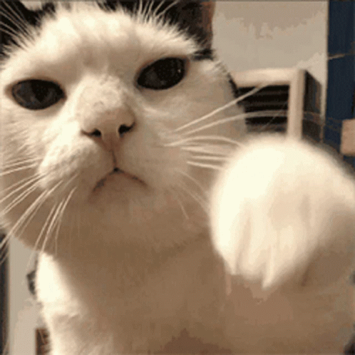 Cat Gif