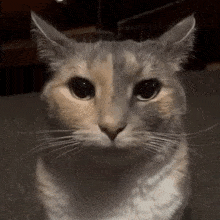 Cat Gif