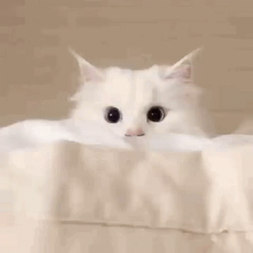Cat Gif