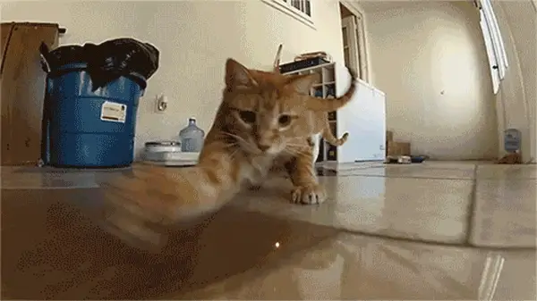 Cat Gif