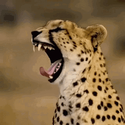 Cheetah Gif