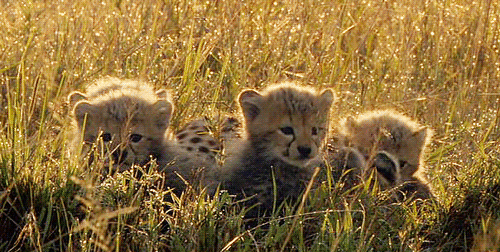 Cheetah Gif