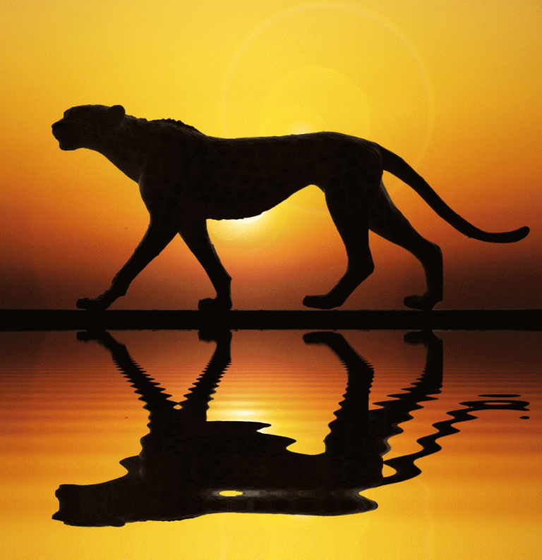 Cheetah Animated GIF