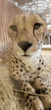 Cheetah Gif