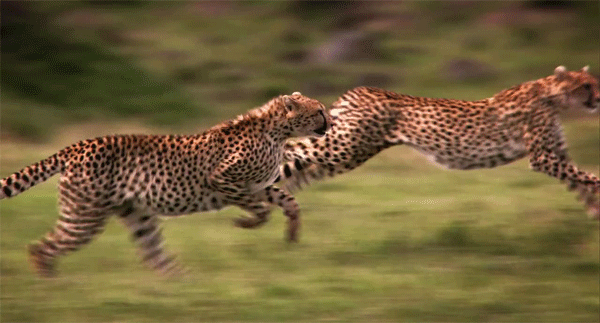 Cheetah Gif