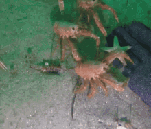 Crab Gif