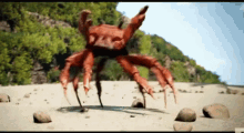 Crab Gif