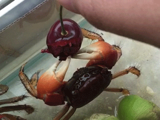 Crab Gif