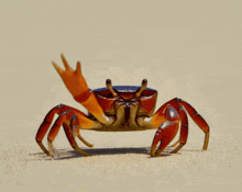 Crab Gif