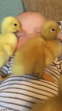 Duck Gif