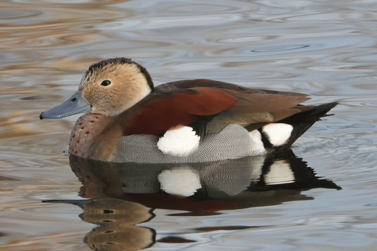 Duck Animated GIF