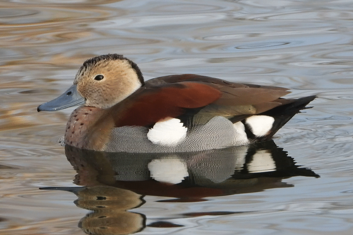 Duck Gif