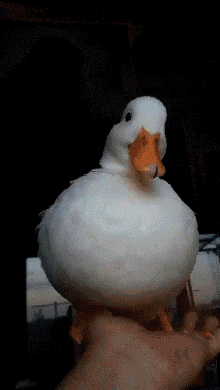 Duck Gif