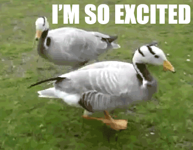 Duck Gif